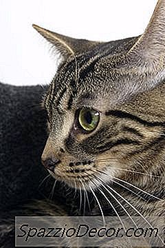 Om En Kvinnlig Katt Sprutas, Kommer Manliga Katter Fortfarande Att Komma Runt?