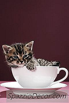 Immunisatieschema Voor Kittens