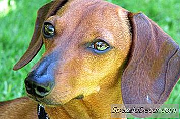 Информация За Dachshund Terrier Yorkie Mixes