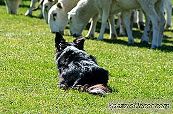Informações Sobre Um Border Collie E Jack Russell Mix