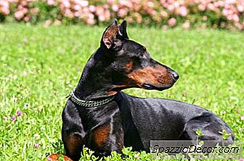Informatie Over Doberman Pinscher Puppies