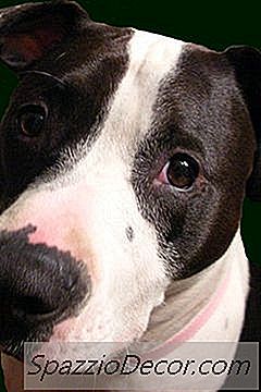 Tietoja Pit Bull -Pennusta