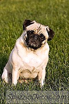 Informații Despre Câinele De Rasă Mixt Pug-Zu