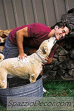 Innihaldsefni Í Sjampóflösku Fyrir Hunda