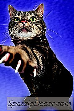 Verletzungen Des Fingernagels Einer Katze