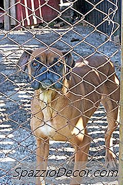 Instructions Pour La Construction D'Un Chien
