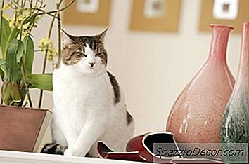 Is Amaryllis Toxisch Voor Katten?