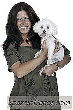 Um Bichon Frise É Hipoalergênico?