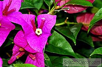 Bougainvillea É Venenosa Para Cães?