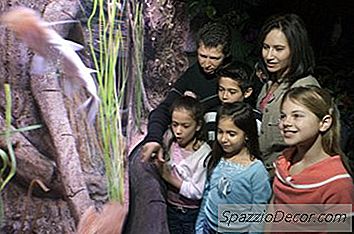 Da Li Je Som Som Bolestan Ako Pliva Na Boku Na Dnu Spremnika?