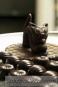 Il Cioccolato È Velenoso Per I Gatti?