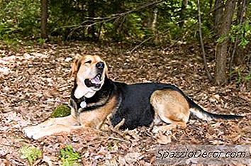 Hemlock Bark Bad For Dogs