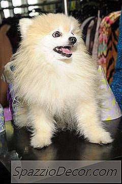 Är Det Dåligt Att Raka Pomeranians?