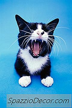 Нормално Ли Е Възрастните Котки Да Губят Зъбите Си?