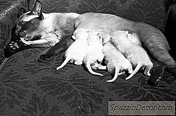 Adakah Ia Normal Untuk Kucing Ibu Untuk Mengeluarkan Kucing Secara Berkala?