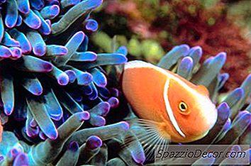 Vai Rifu Akvārijā Var Būt Augsta Sārmainība Un Zems Ph?