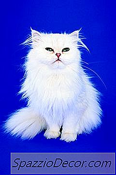 是真的白色波斯猫与蓝眼睛出生盲？