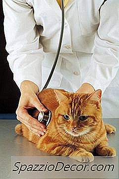 Er Kennelhoste Smittet Mod Katte?