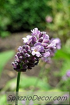 ¿Una Planta De Lavanda Es Venenosa Para Los Perros?