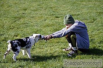 ¿Jugar Rugiendo Bien Con Un Perro?