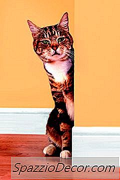 Ist Talkum-Pulver Giftig Für Katzen?