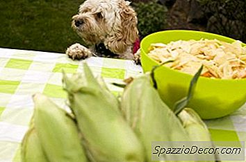 Há Comida De Cachorro Sem Farinha De Milho?