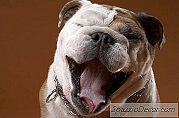 Er Til Merki Um Gelta Stjórn?