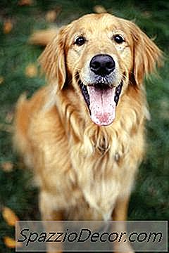 Existe Uma Coisa Como Um Golden Retriever Em Miniatura?