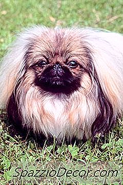 Druhy Pekingese