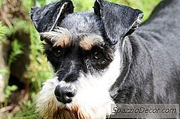 各种雪纳瑞犬
