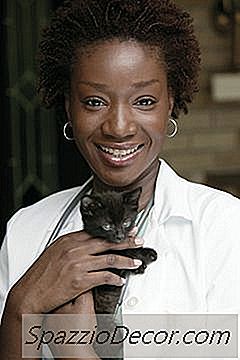 Diarreia Do Gatinho Causas E Soluções