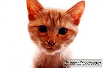 目の風邪と子猫