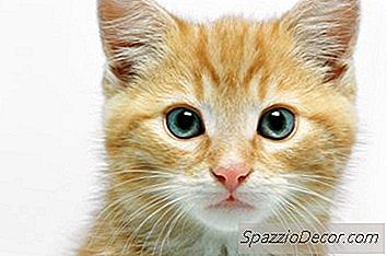 くしゃみと乾燥鼻の子猫