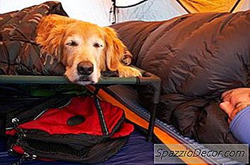 Куранда Vs. Кучешки Легла Кулару