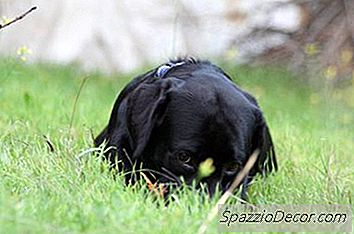 Lab Puppy Teeth Growth
