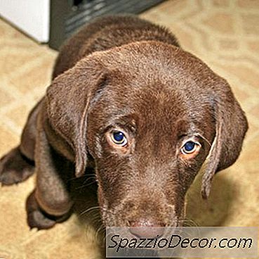 Labrador Puppy Facts
