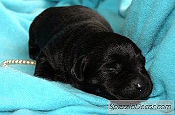 Labrador Retriever Puppy Growth