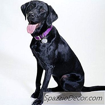 Labradors & Broken Tail Syndrome