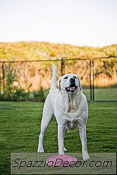 Labradors & Exhaustion