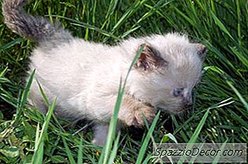 Lavender Point Siamese