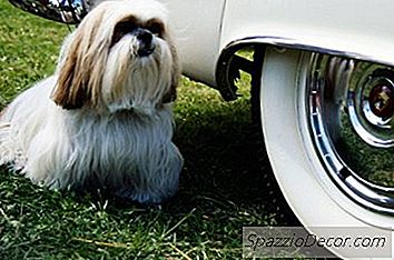 Leggi Sul Trasporto Di Cani In Auto