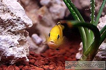 Cichlida De Lămâie Informații