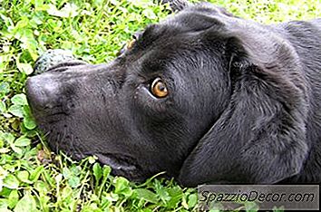 犬の糸状虫治療後の生活