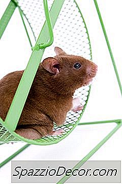 Hamsterien Elinkaari