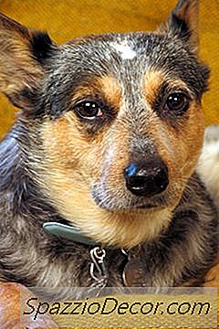 Die Lebenserwartung Von Australian Cattle Dogs