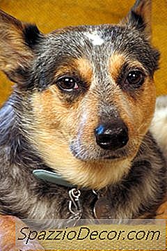 Die Lebenserwartung Von Australian Cattle Dogs