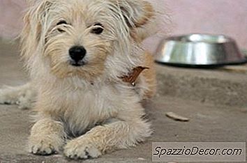Lhasa Apso'Nun Yaşam Beklentisi
