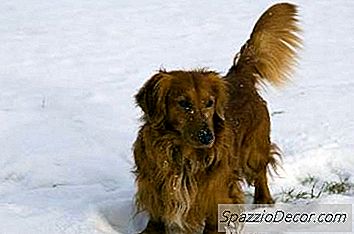 Livsförväntan Hos Den Långhåriga Taxen