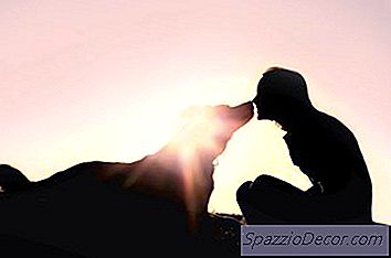 Senarai Anjing Dengan Tahap Kecerdasan