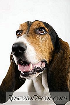 Un Elenco Di Cani Con Orecchie Cadenti